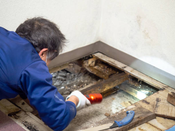 Best Attic Mold Removal  in Honaker, VA