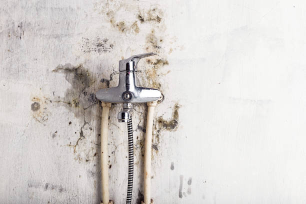 Best Same-Day Mold Removal  in Honaker, VA