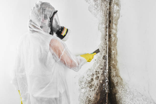 Mold Removal Process in Honaker, VA