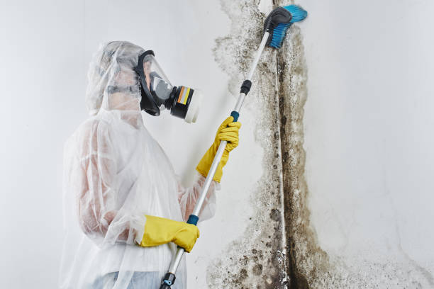 Best Mold Remediation  in Honaker, VA