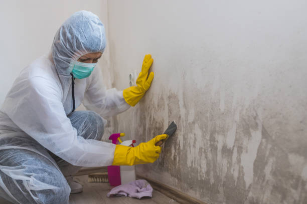 Best Mold Testing  in Honaker, VA