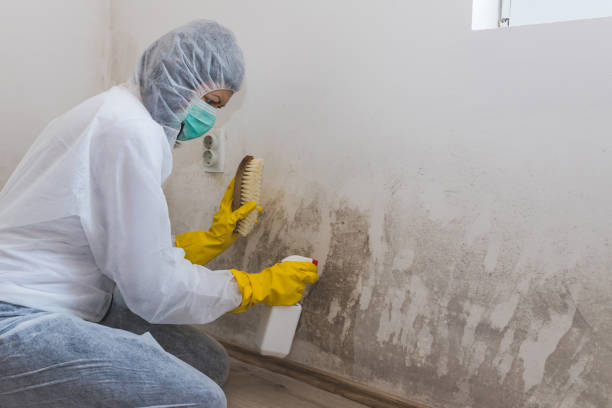 Best Residential Mold Removal  in Honaker, VA
