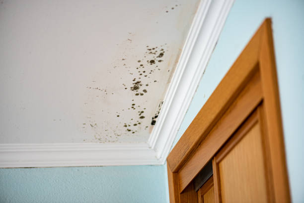 Best Affordable Mold Removal  in Honaker, VA
