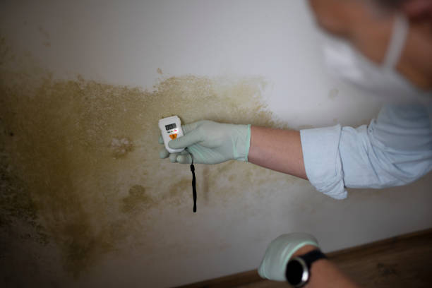 Best Professional Mold Removal  in Honaker, VA