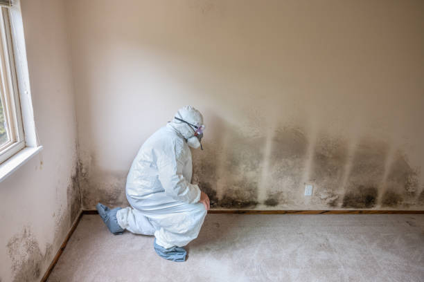 Best Mold Removal Process  in Honaker, VA