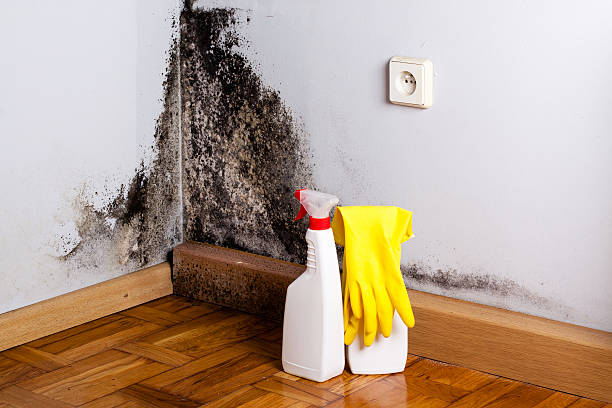 Best Emergency Mold Removal  in Honaker, VA