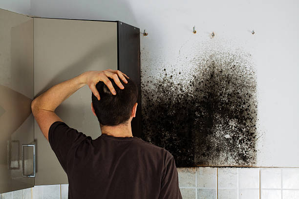 Best Mold Removal Company Near Me  in Honaker, VA