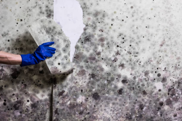 Best Residential Mold Removal  in Honaker, VA