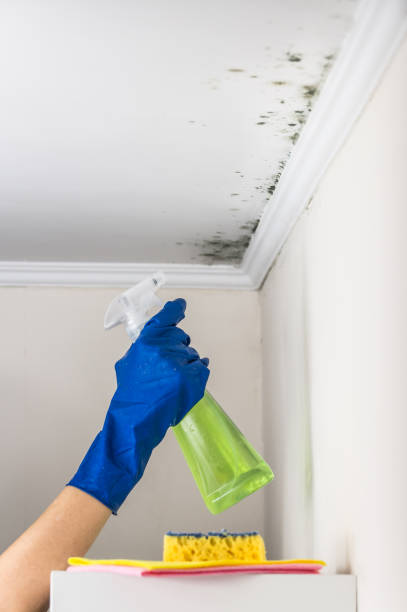 Best Mold Damage Repair  in Honaker, VA